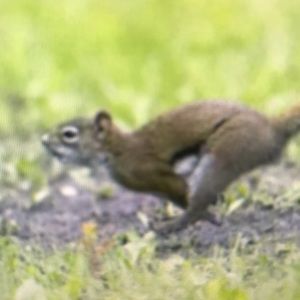 Meet your Posher, Willie